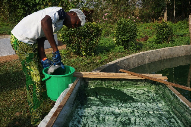 antena francia espirulina argalys