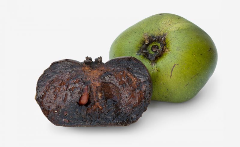 Black-Sapote