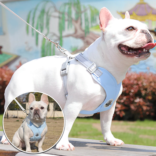 harnais pour chien xénax debout bleu