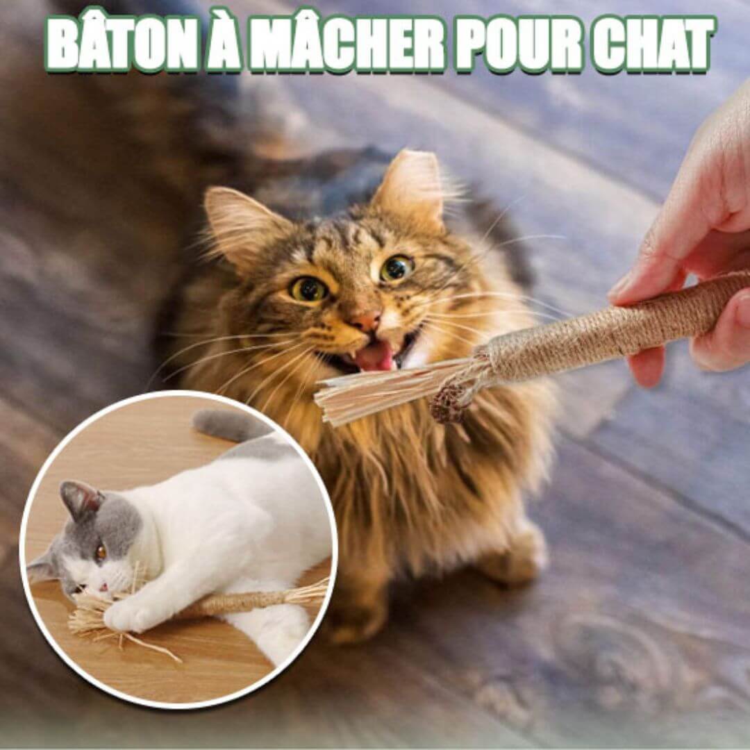 baton-herbe-a-chat-plaque-dentaire