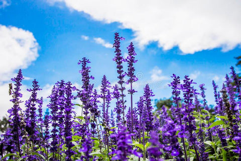 Semillas de Lavanda sobre – Hortyjardín