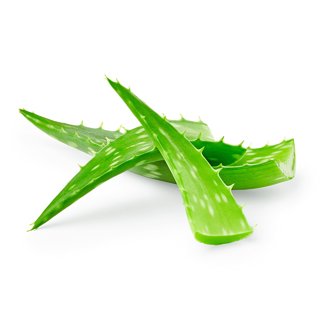 Aloe-Vera.png__PID:d175ffc9-79ab-455e-b3c1-e6f0c9a61966