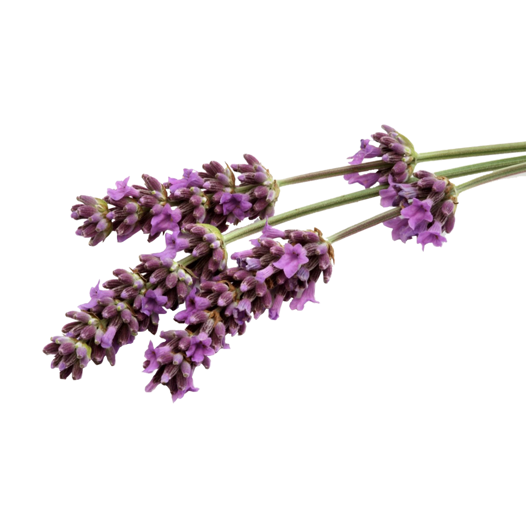 Lavender (1).png__PID:050dde3c-e2a7-4f03-b503-0a5c200d4820