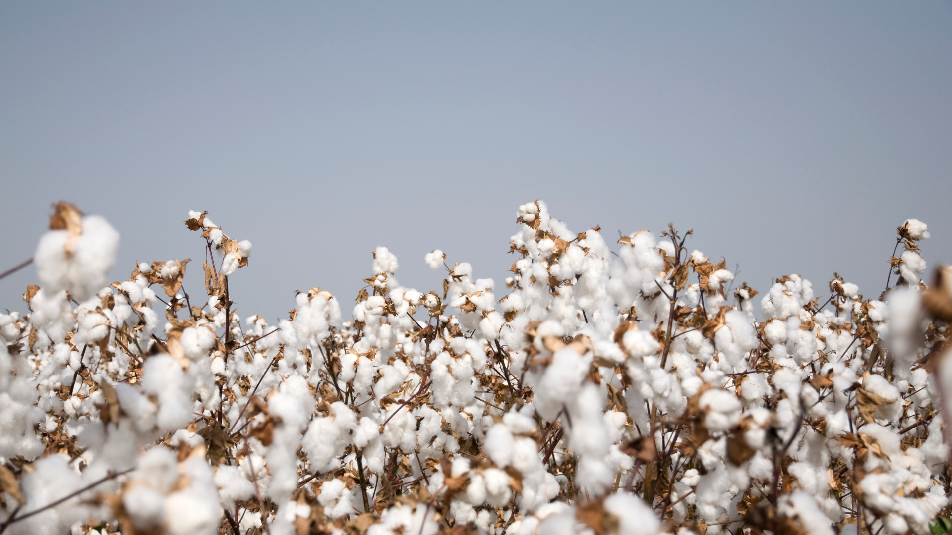 Organic Cotton- Benefits, Uses & Production