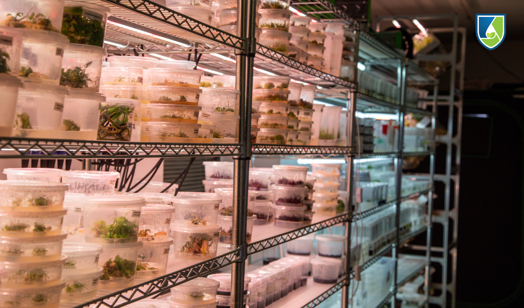 Plant tissue culture lab with row of wire racks holding tissue culture samples in round plastic containers with lids, set in agar media, showcasing plant tissue propagation.