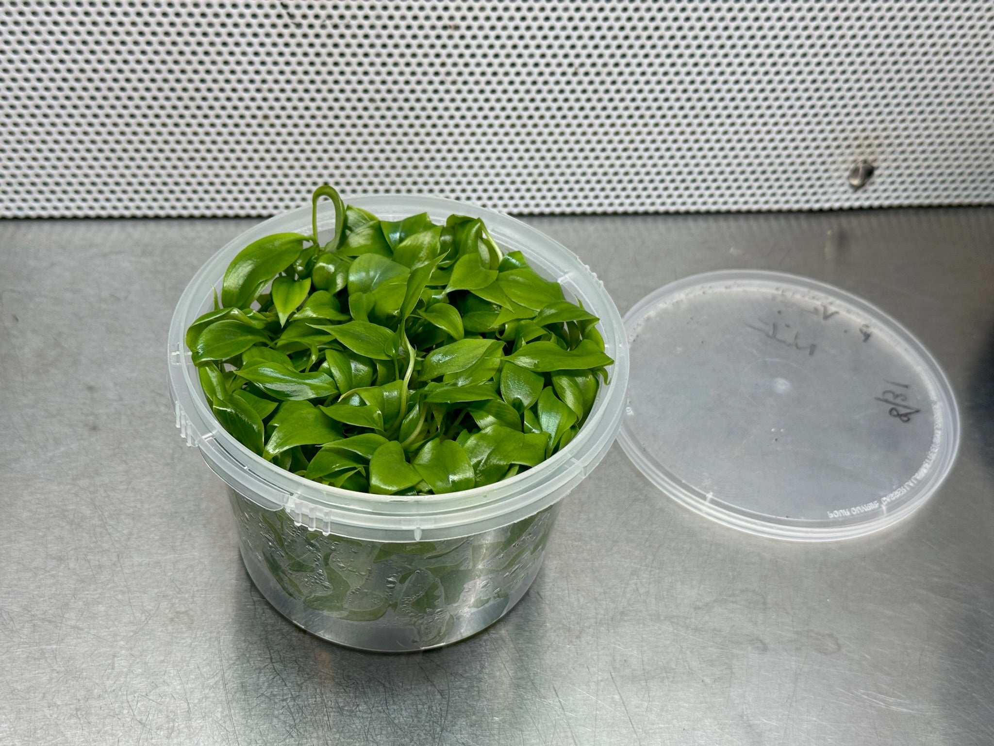 Example of rapid growth through micropropagation, showcasing healthy green plants developing quickly in a controlled laboratory environment.