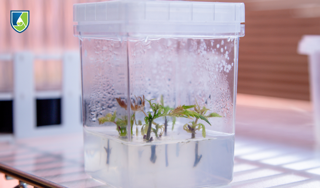 Square vessel containing tissue culture sample in agar medium.