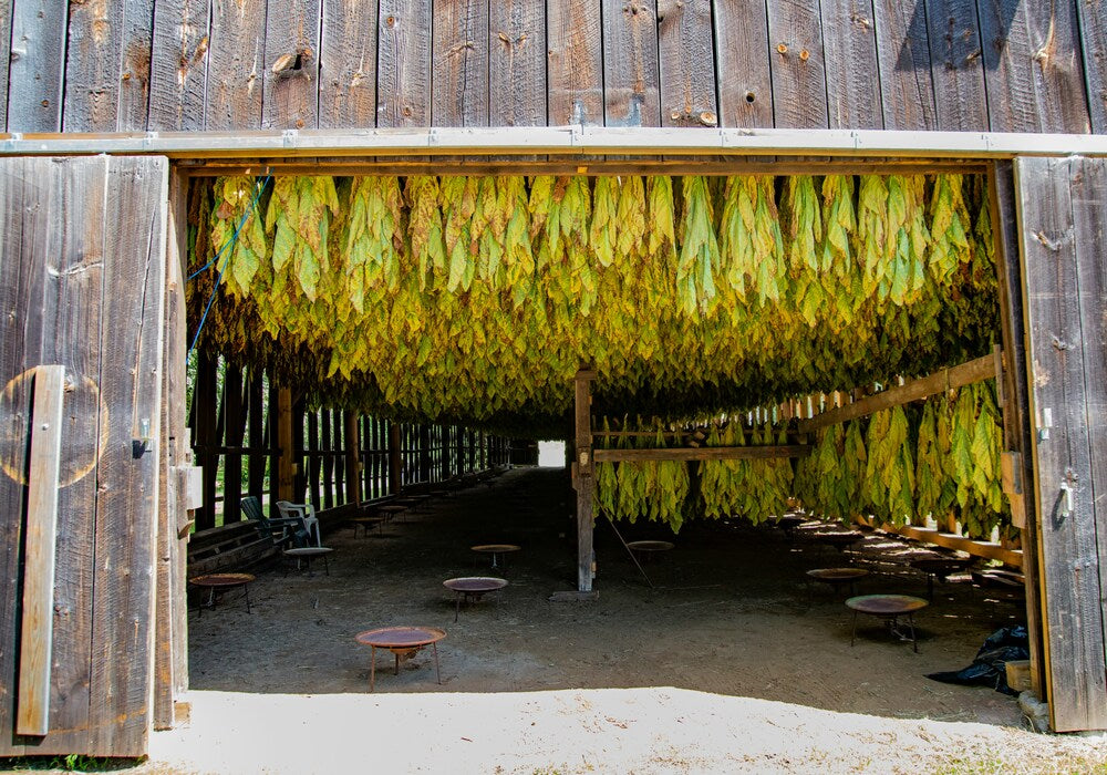 Decoding the Leaf - Different Types of Tobacco and Their Characteristics