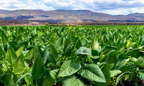 Types of Tobacco and Their Characteristics - Broadleaf Tobacco