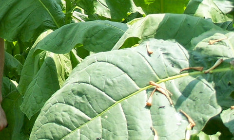 Types of Tobacco and Their Characteristics - Ecuadorian Sumatra Tobacco