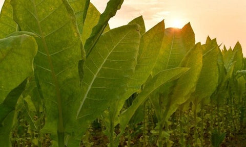 Types of Tobacco and Their Characteristics - Latakia Tobacco