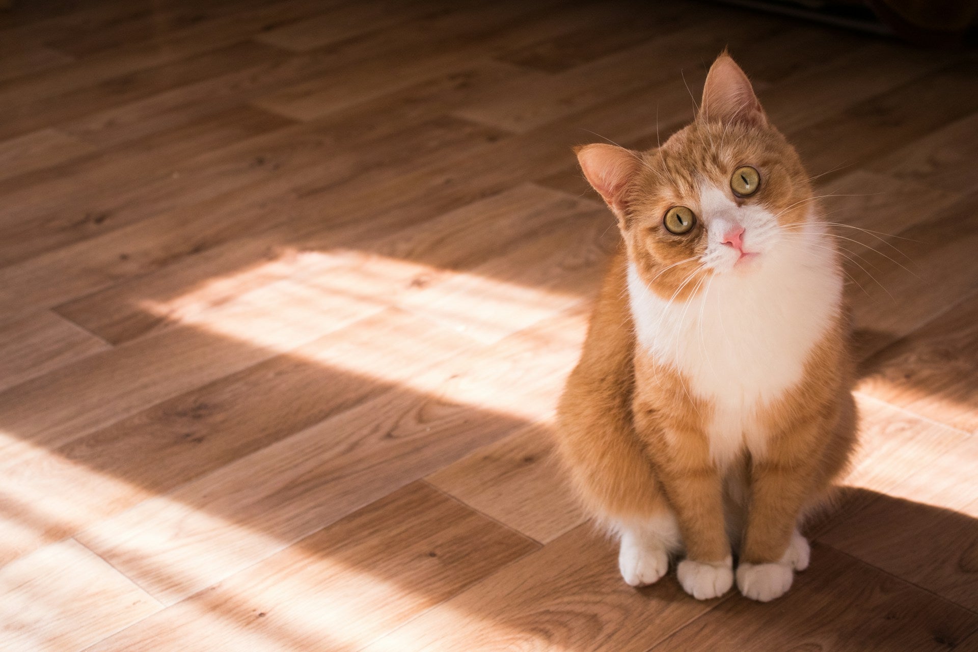 best floors for cat