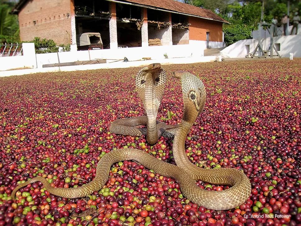 King Cobras getting ready to engage over the coffee beans. Pic: Anand T Pereira