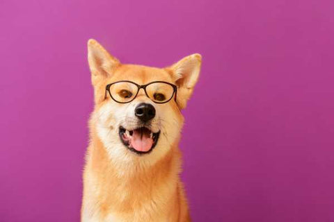 funny akita dog with glasses