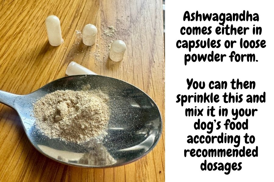 ashwagandha powder in a spoon with capsules on the side