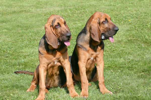 two bloodhounds