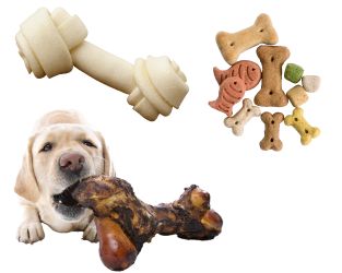 dog chewing a bone and other alternatives