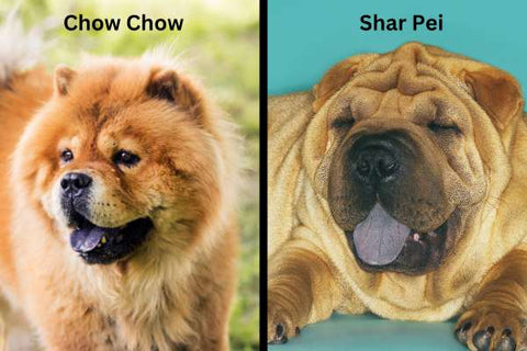 chow chow and shar pei dogs with black tongue