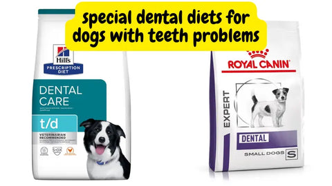 dental diet options