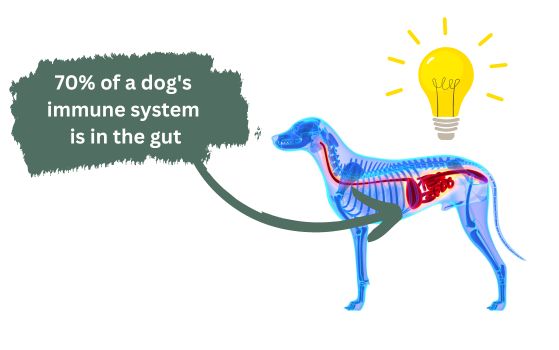diagram showing dog's anatomy, the gut and immune system text