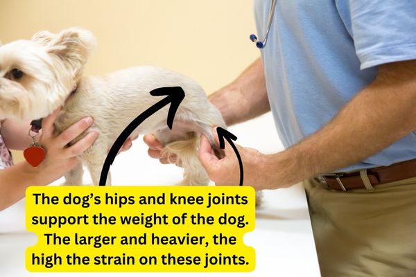dog hip and knee joints being examined by a vet