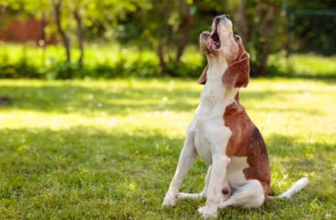 dog howling