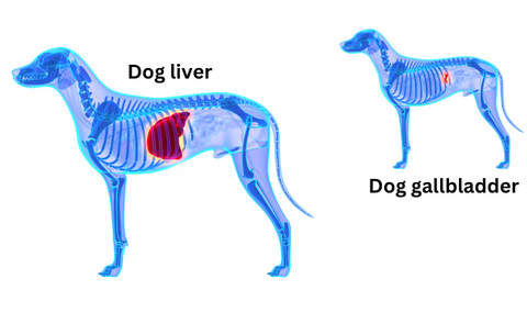 dog liver and gallbladder