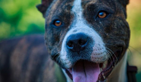 dog panting close up