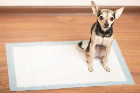 dog standing on a pee pad