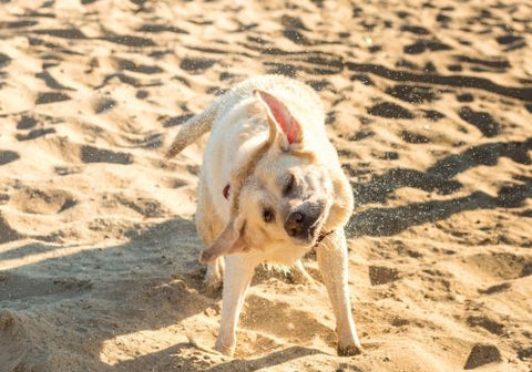 dog shaking off on the beach