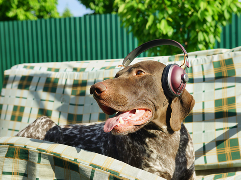 dog wearing headphones and listening to calming music