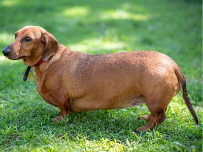 fat dachshund standing in grass