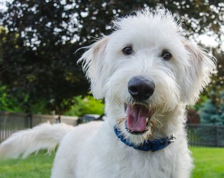 scruffy happy dog