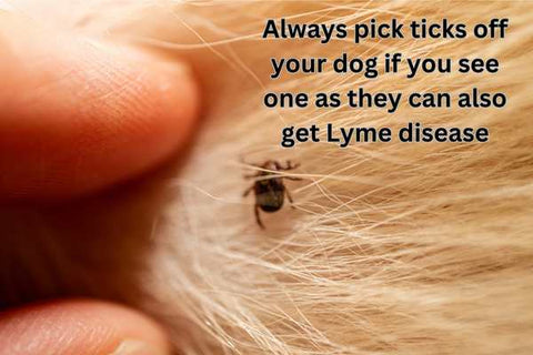 tick on a dog