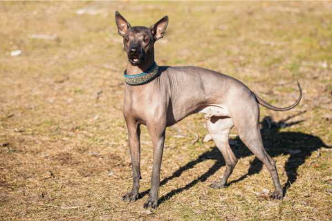 Xoloitzcuintli dog