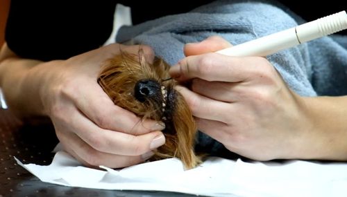 Ultrasonic dog teeth cleaning in progress