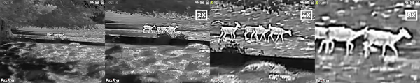 Pixfra Mile 2 - Still Thermal Imaging Images of Deer in Wildlife Park