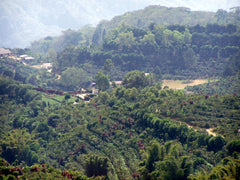 Coffee Farm