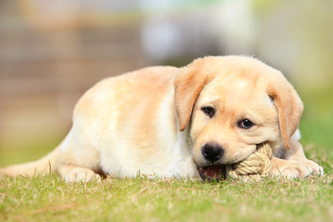 Puppy destroying dog toy Golden Retriever biting toy durable