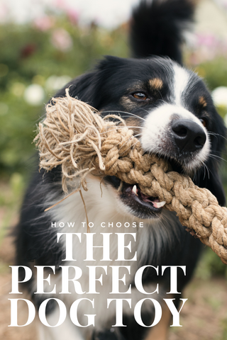 how to find the perfect dog toy