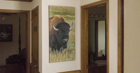 Huge Bison printed on a Canvas Gallery Wrap featured inside a home.