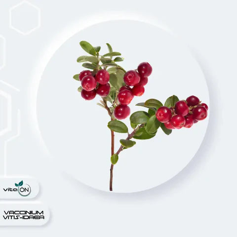 Descrizione della pianta del mirtillo rosso