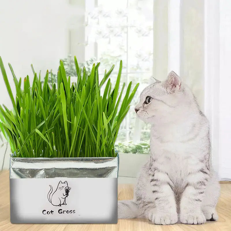 Organic Soilless Cat Grass