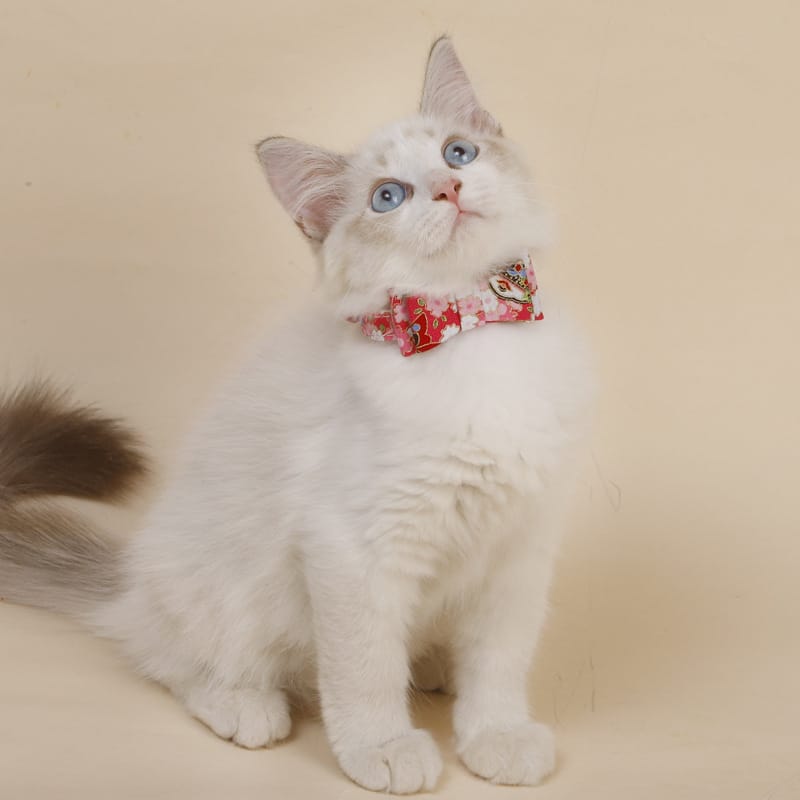 Adorable Three-dimensional Bow Cat Accessories