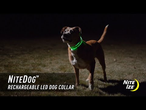 NiteDog Rechargeable LED Collar