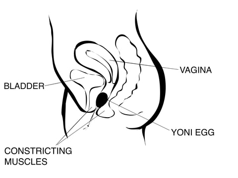 Diagram pc muscle Top 7