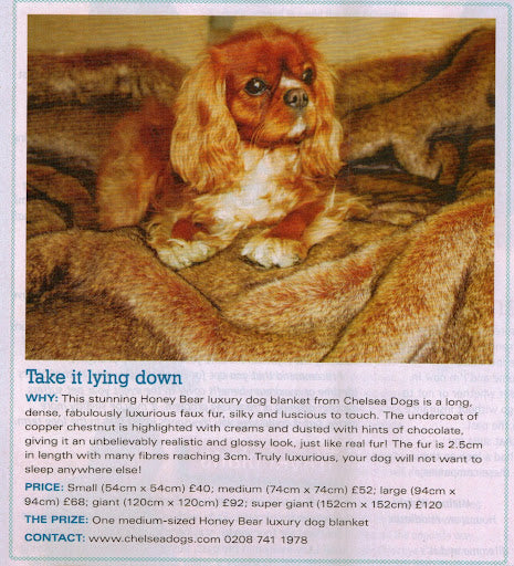 Chelsea Dogs featured in Dogs Today Magazine I Want One Prize Giveaway September 2012 Issue