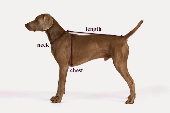 Chelsea Dogs Luxury Dog Boutique Sizing Guide