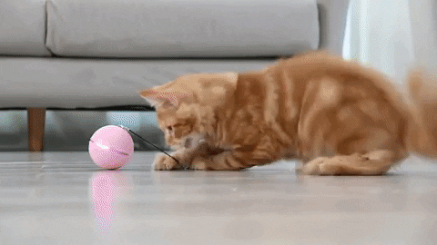 Floppy Fish Smart Self Moving Rotating Ball Toy For Cats