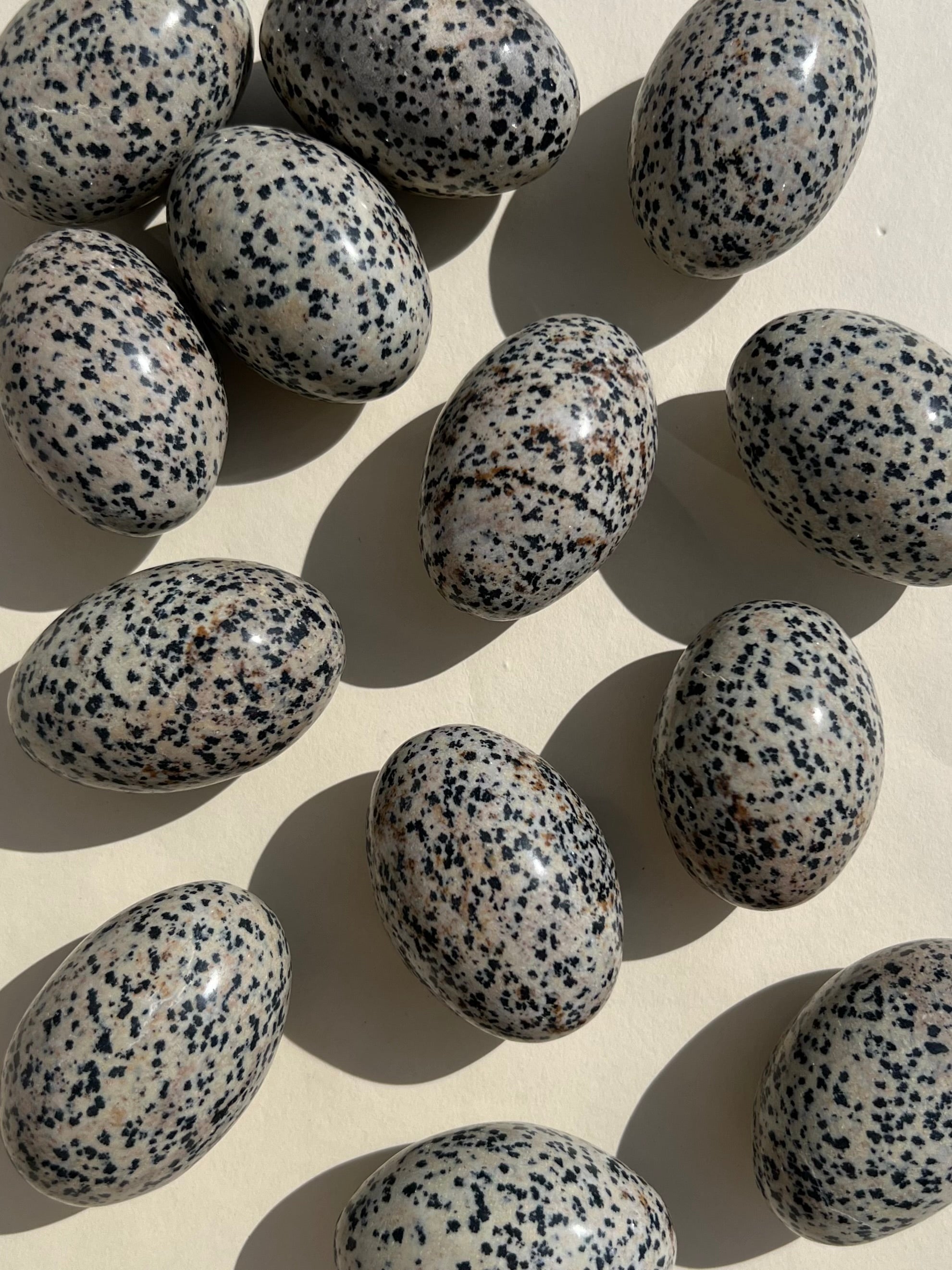 Dalmatian Jasper Shivas (intuitive)